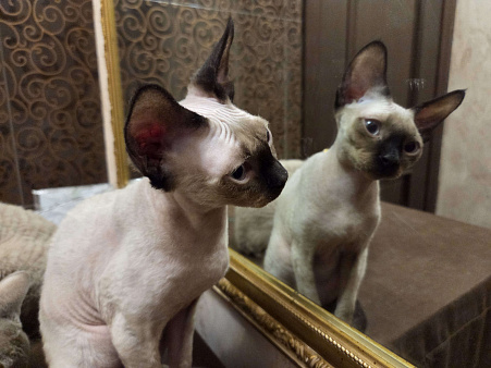 голубоглазые котята девон-рекс