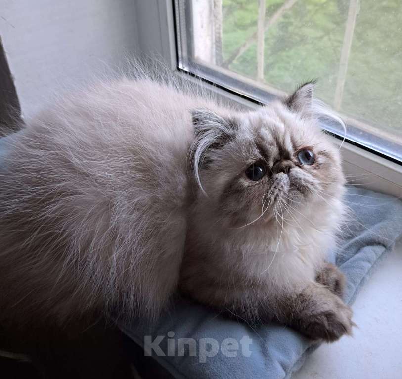 Кошки в Нижнем Новгороде: Продается котенок Мальчик, Бесплатно - фото 1