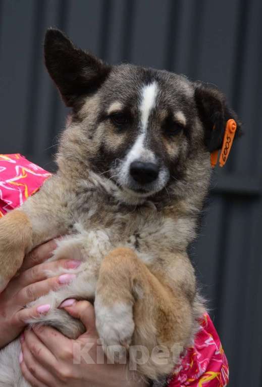 Собаки в Воронеже: Молодая собачка в добрые руки  Девочка, Бесплатно - фото 2