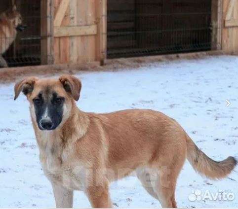 Собаки в Москве: Кейт Девочка, Бесплатно - фото 2