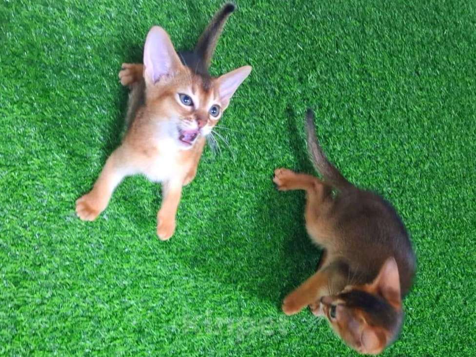 Кошки в Краснодаре: Абиссинские котята с документами Мальчик, 35 000 руб. - фото 4