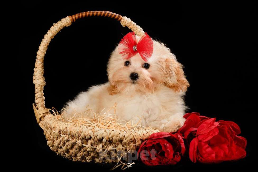 Собаки в Москве: Мальтипу мини  Девочка, Бесплатно - фото 3