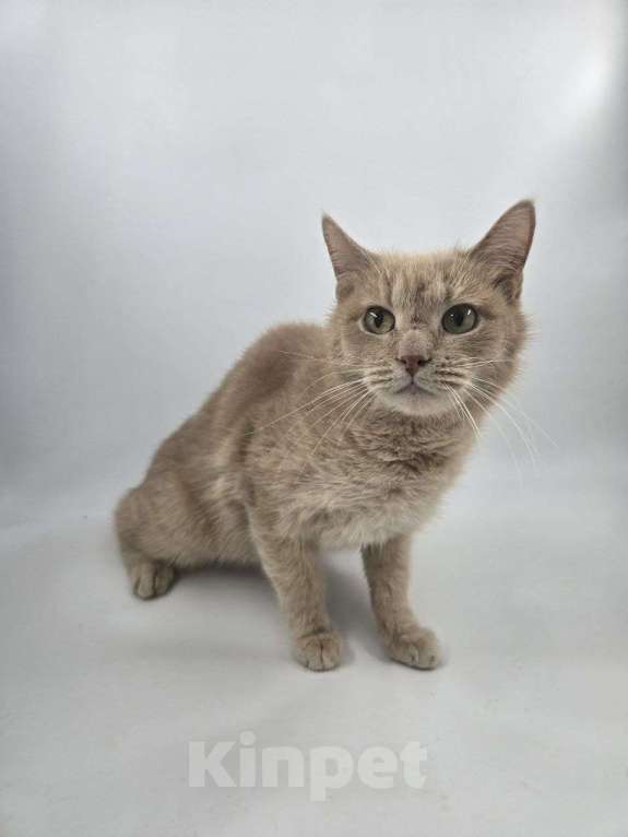 Кошки в Москве: Выкинутый в лютые морозы Емеля ищет дом Мальчик, Бесплатно - фото 6