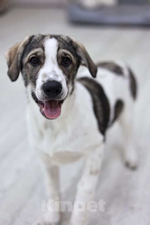 Собаки в Москве: Щенок в добрые руки бесплатно Москва Девочка, Бесплатно - фото 5