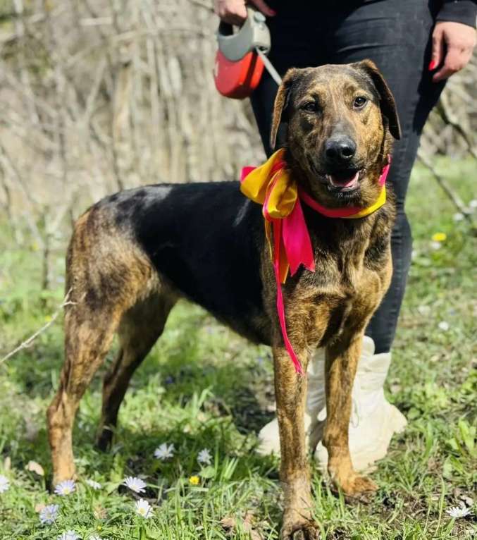 Собаки в других городах Краснодарского края: хочу домой Девочка, 10 руб. - фото 1