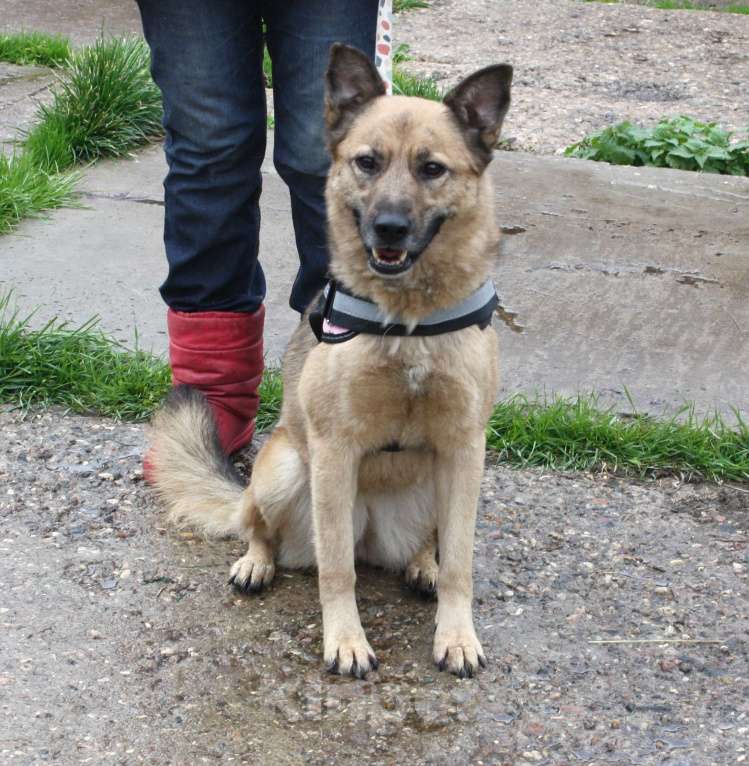Собаки в Москве: Добрая, ласковая собака Лада всю жизнь ждет своего родного ЧЕЛОВЕКА! Девочка, Бесплатно - фото 8
