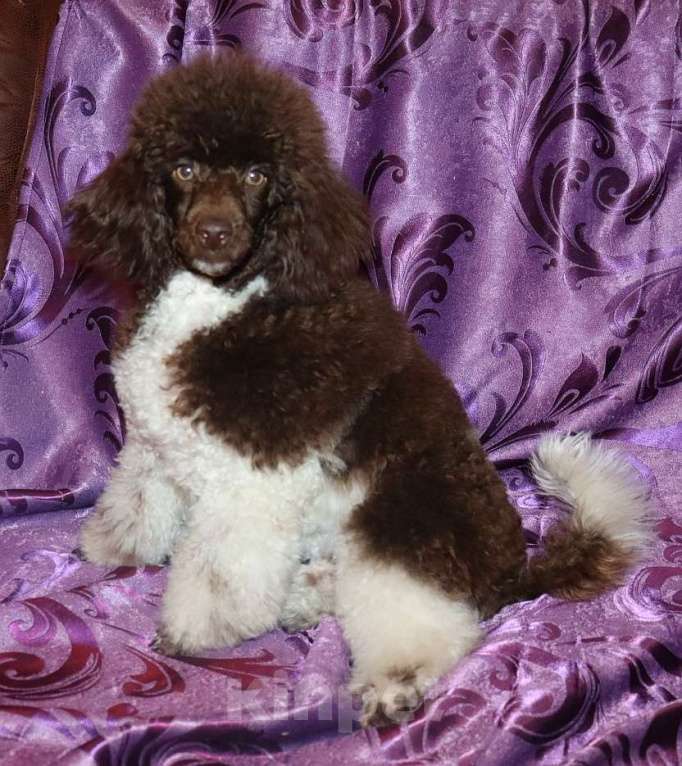 Собаки в Екатеринбурге: Щенки коричнево-белого пуделя Мальчик, 70 000 руб. - фото 2