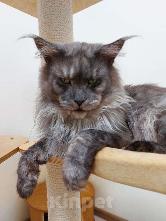 Кошки в Павловском Посаде: Мейн-кун мальчик 2 месяца Мальчик, 37 000 руб. - фото 6