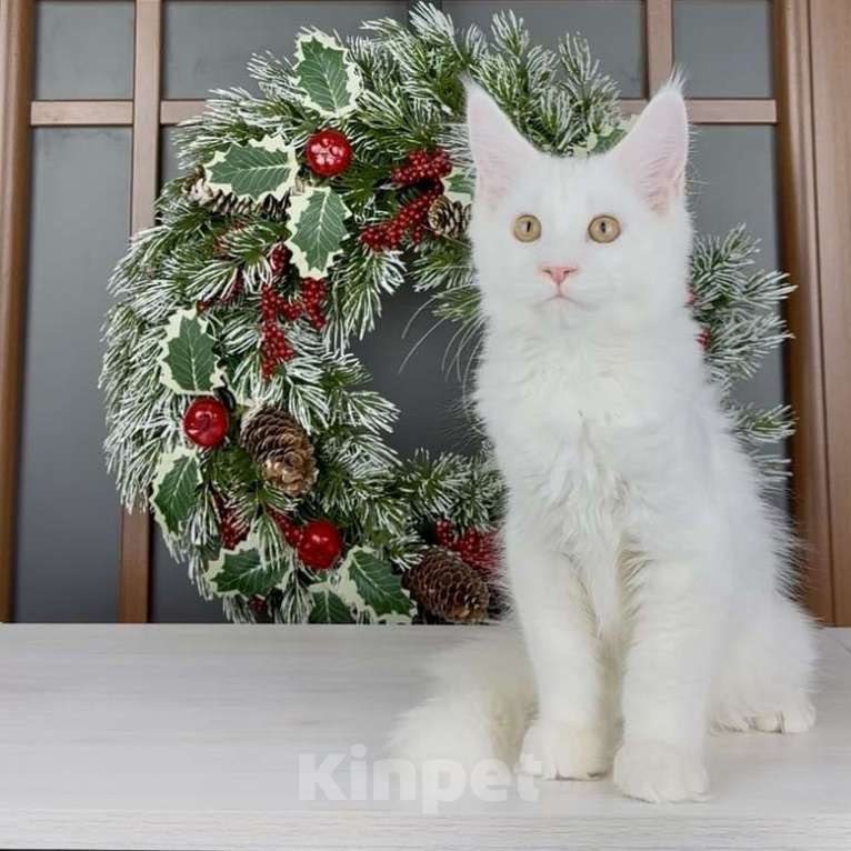 Кошки в других городах Московской области: Флоренция Девочка, 60 000 руб. - фото 3