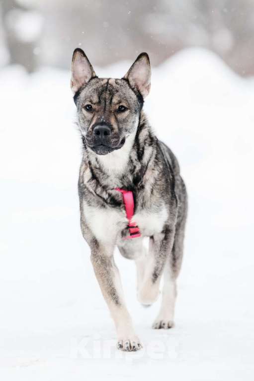 Собаки в Москве: Маленькая Тая из приюта Девочка, Бесплатно - фото 4