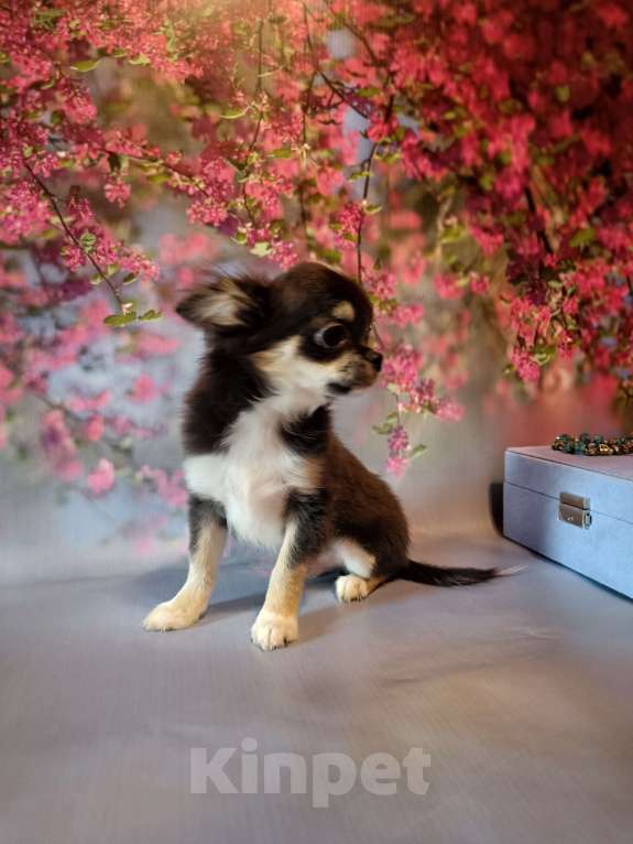 Собаки в Москве: Красавчик расписного окраса Мальчик, 65 000 руб. - фото 3