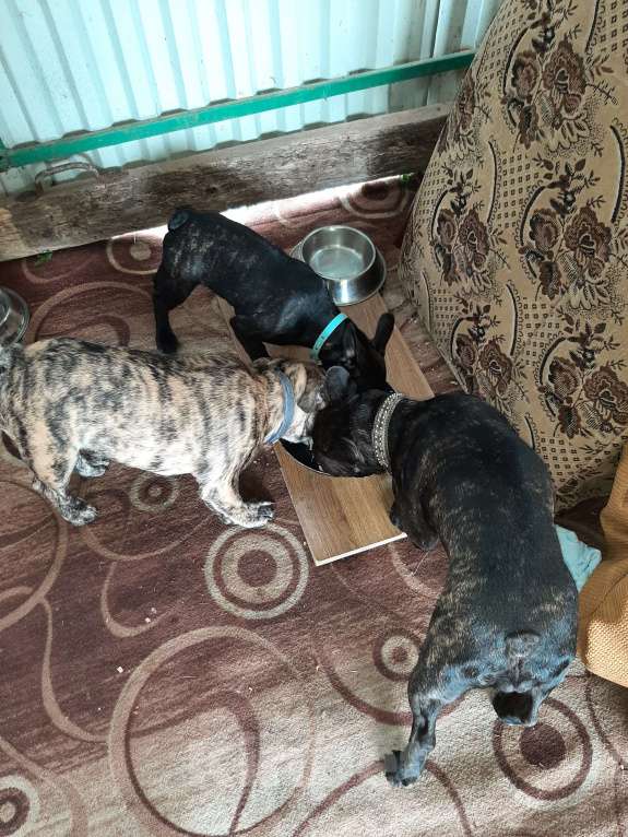 Собаки в Москве: Продам щенков Мальчик, 30 руб. - фото 4