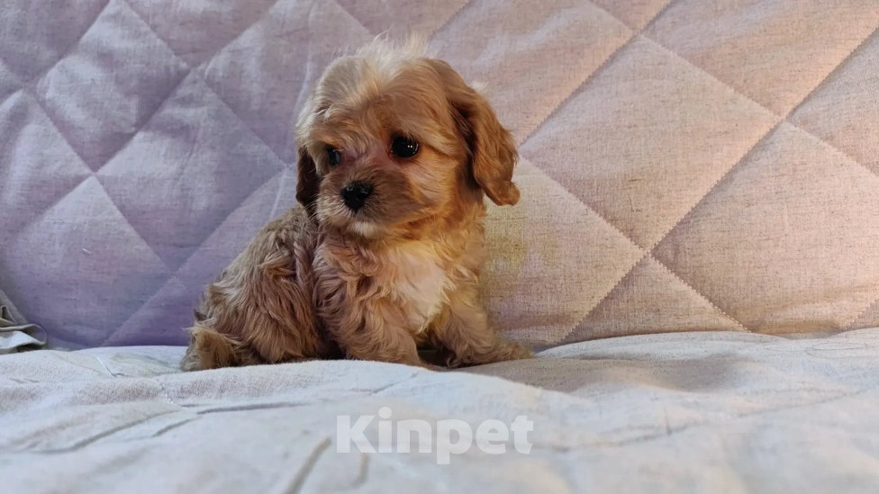 Собаки в Москве: Мальтипу от питомника Psinamade Мальчик, 65 000 руб. - фото 3