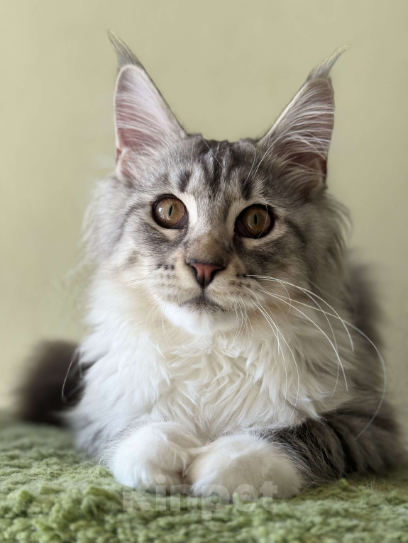 Кошки в Санкт-Петербурге: КЕНТУКИ Девочка, 35 000 руб. - фото 5