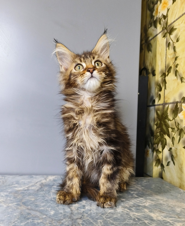 Кошки в Москве: Котёнок Мейн-кун Девочка Девочка, 50 000 руб. - фото 7