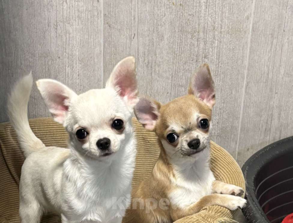 Собаки в Лобне: Чихуахуа мальчик Мальчик, 40 000 руб. - фото 5