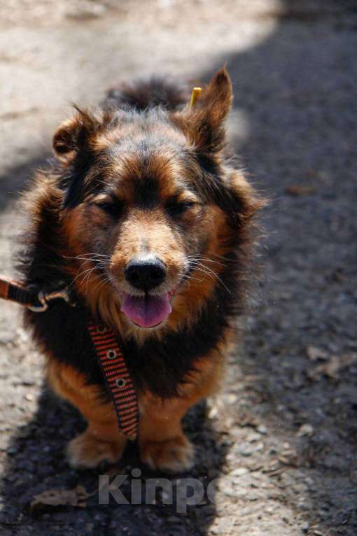 Собаки в других городах Московской области: Я Крош! ))) Мальчик, Бесплатно - фото 4