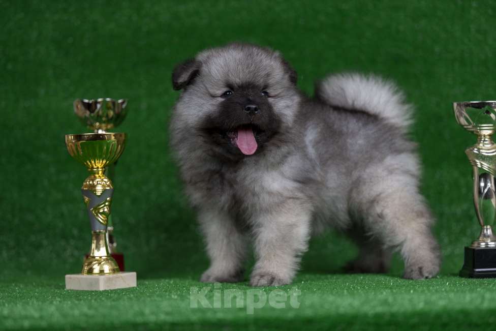 Собаки в Перми: Щенок Вольфшпиц Мальчик, 85 000 руб. - фото 6