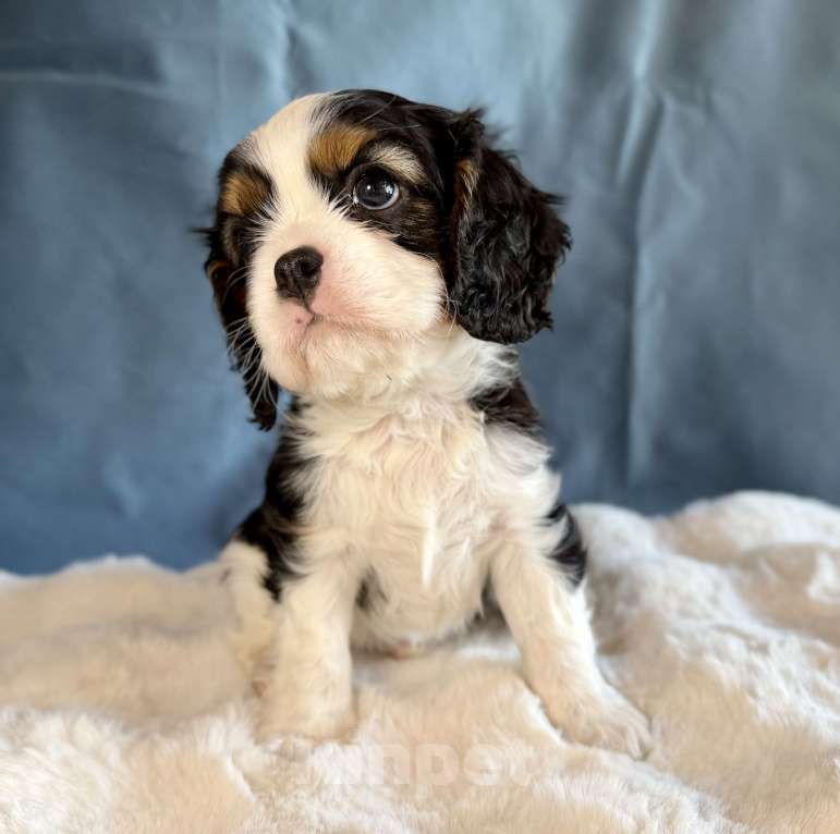 Собаки в Москве: Мальчик кавалер кинг чарльз спаниель Мальчик, 70 000 руб. - фото 5