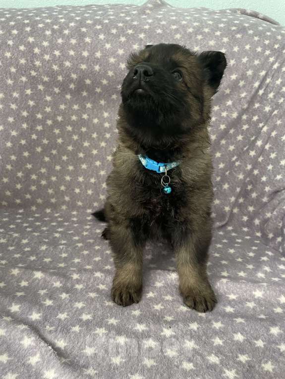 Собаки в Орле: Щенки немецкой овчарки рабочего разведения Разнополые, 50 000 руб. - фото 1