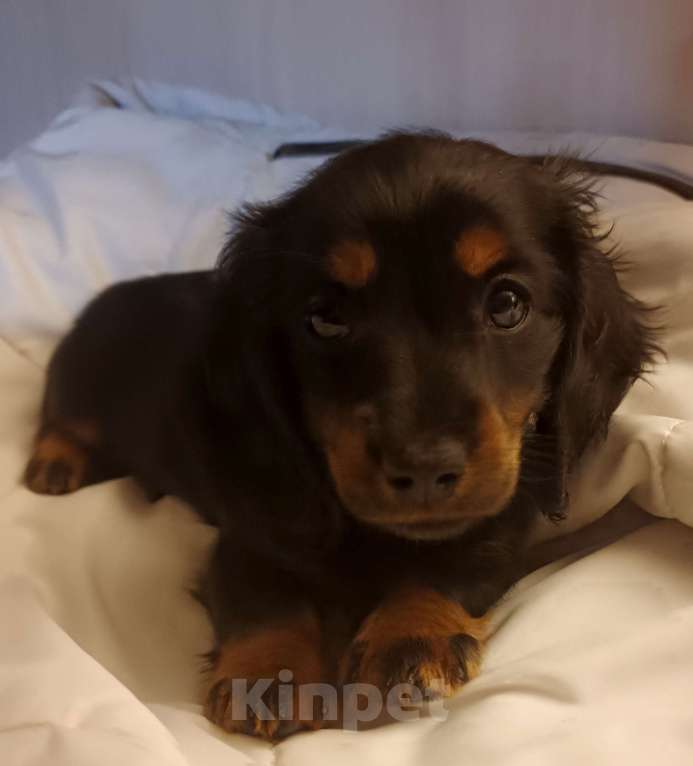 Собаки в Санкт-Петербурге: щенок дев такса длинношерстная крол/мини Девочка, 70 000 руб. - фото 3