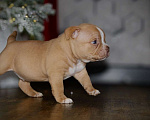 Собаки в Новосибирске: Щенки американского булли Мальчик, 150 000 руб. - фото 2