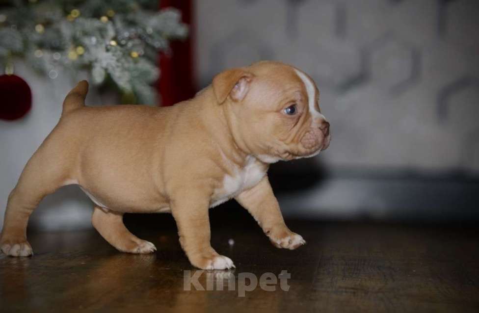 Собаки в Новосибирске: Щенки американского булли Мальчик, 150 000 руб. - фото 2