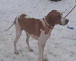 Собаки в Москве: Породистый молодой пойнтер Рыжа ищет дом Девочка, Бесплатно - фото 1