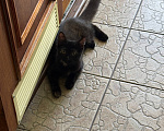 Кошки в Санкт-Петербурге: Котенок в добрые руки Девочка, Бесплатно - фото 2