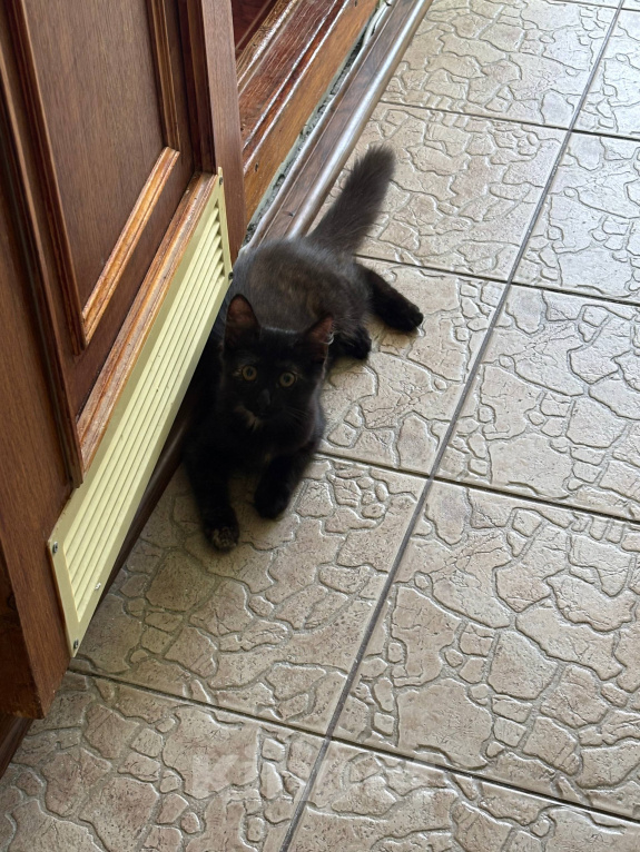 Кошки в Санкт-Петербурге: Котенок в добрые руки Девочка, Бесплатно - фото 2