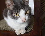 Кошки в Зарайске: Котик 2-3 года в добрые руки  Мальчик, Бесплатно - фото 7