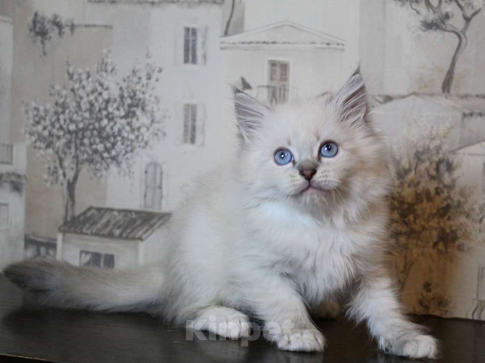 Кошки в Кирове: Шикарный малыш  Мальчик, Бесплатно - фото 1