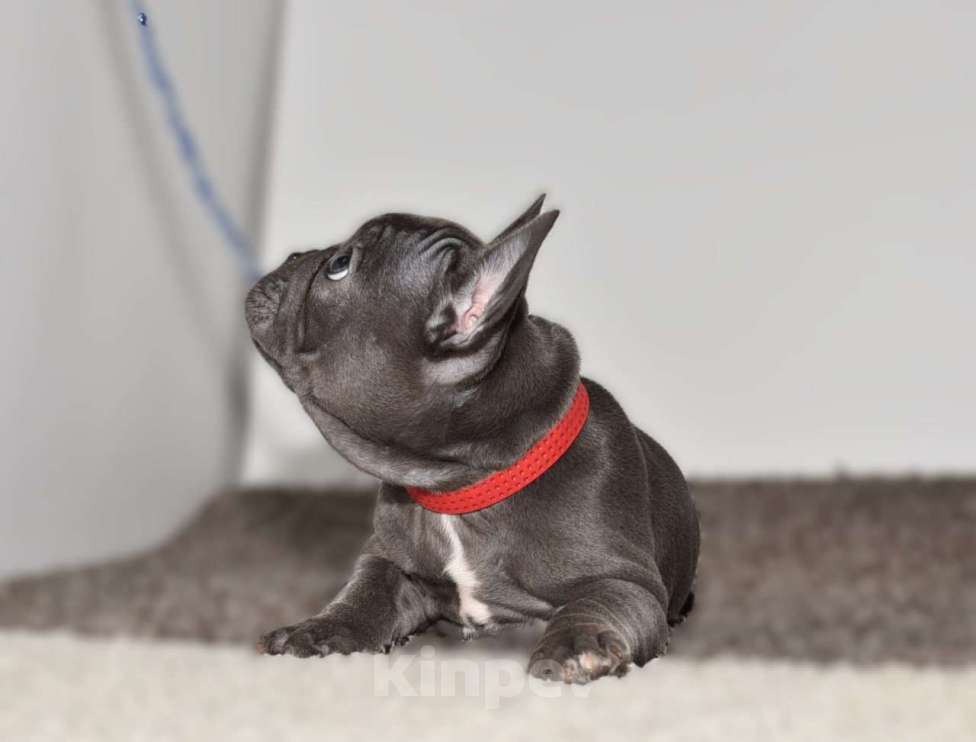 Собаки в Москве: Голубая девочка Девочка, 75 000 руб. - фото 3