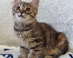 Кошки в Москве: Маленькая полосатая кото-рысь ищет дом Девочка, 10 руб. - фото 6
