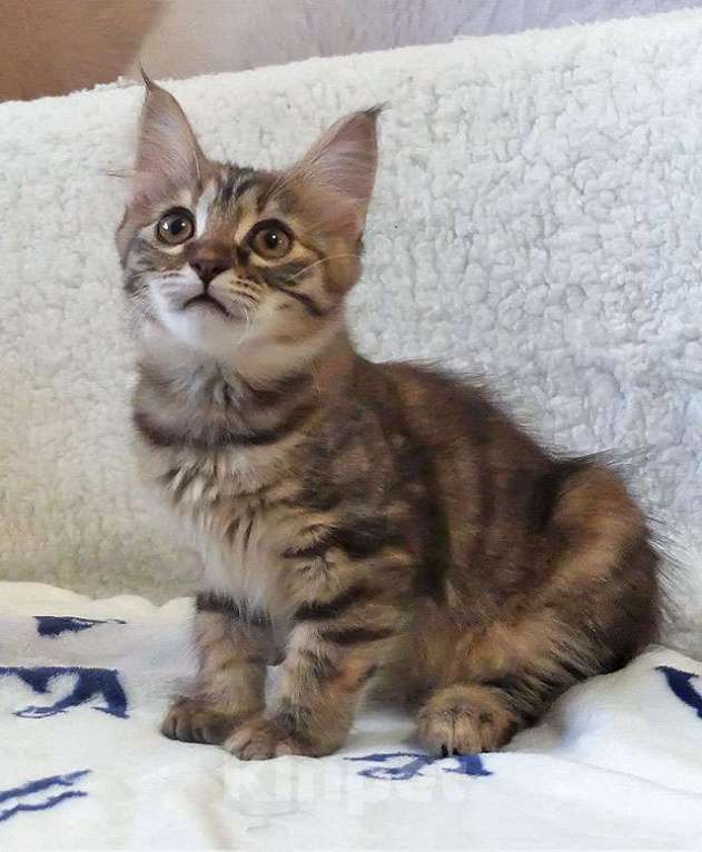 Кошки в Москве: Маленькая полосатая кото-рысь ищет дом Девочка, 10 руб. - фото 6