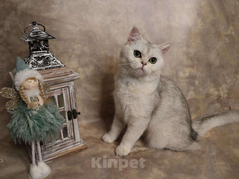 Кошки в Москве: Шотландский прямоухий короткошёрстный котёнок Девочка, 16 000 руб. - фото 5