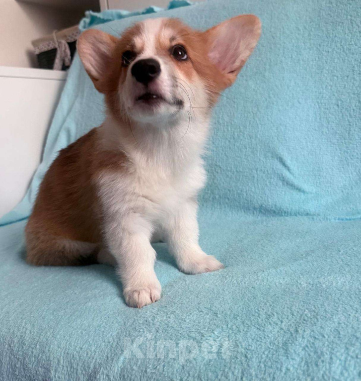 Собаки в Батайске: Вельш корги пемброк  Мальчик, 40 000 руб. - фото 4