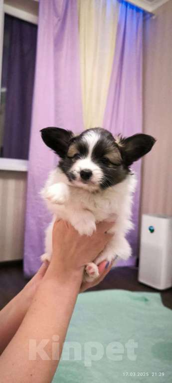 Собаки в Ростове-на-Дону: Щенки папийон Девочка, 40 000 руб. - фото 2