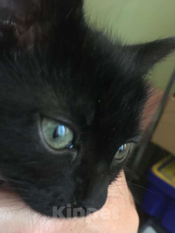 Кошки в Москве: Черный котенок ищет семью Мальчик, 1 руб. - фото 4