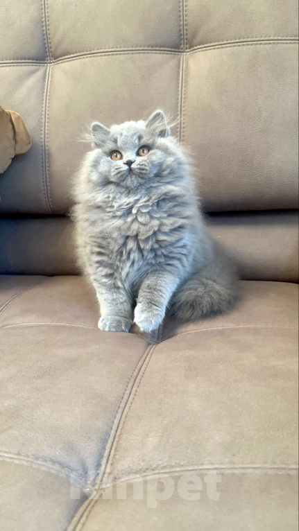 Кошки в других городах Московской области: Шикарная, ласковая девочка Девочка, 20 000 руб. - фото 1