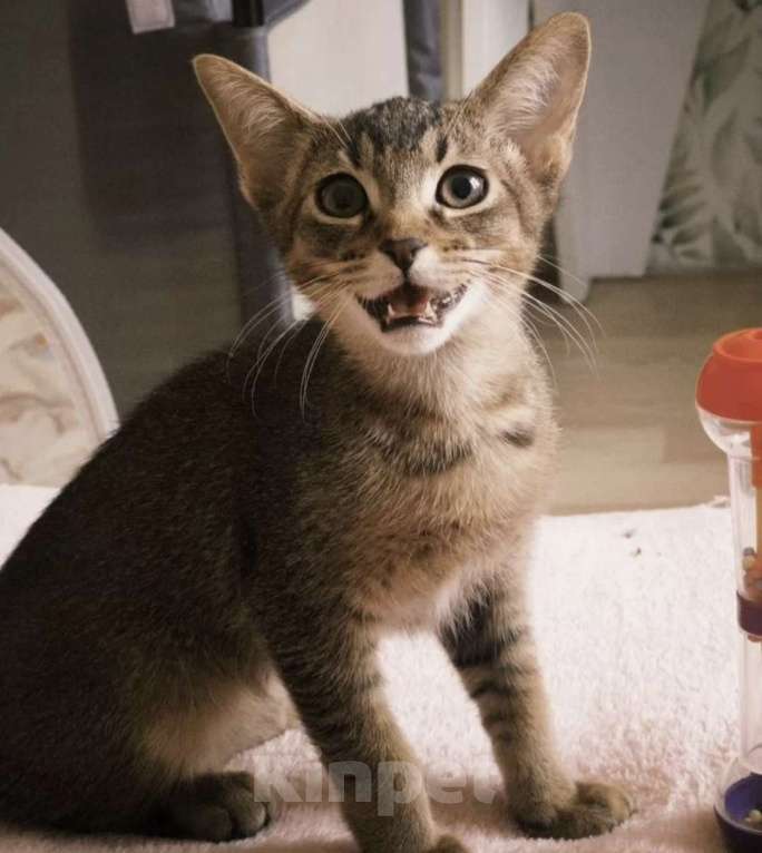 Кошки в Москве: Абисинские котенок метис Мальчик, 6 000 руб. - фото 5