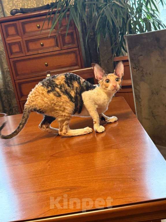 Кошки в Санкт-Петербурге: Корниш -рекс  Девочка, 45 000 руб. - фото 1