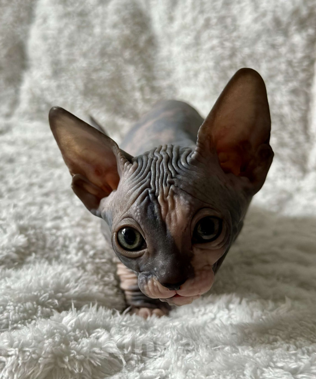 Кошки в Москве: Девочка канадского сфинкса  Девочка, 45 000 руб. - фото 7