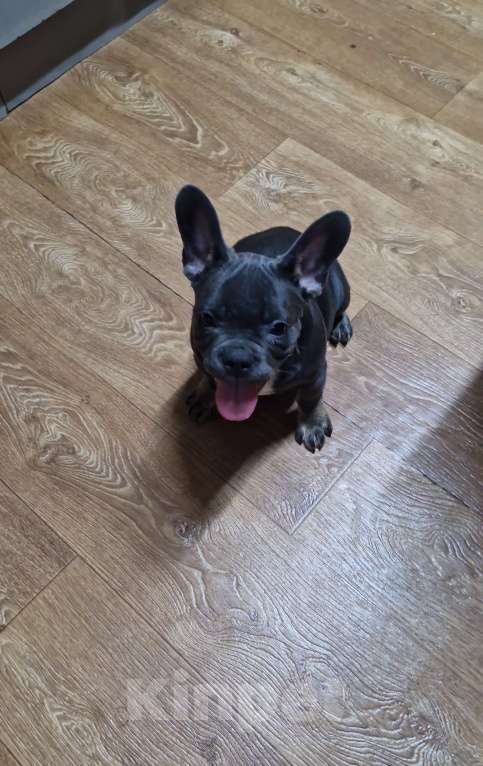 Собаки в других городах Московской области: Голубоподпалый красотун Мальчик, 45 000 руб. - фото 4