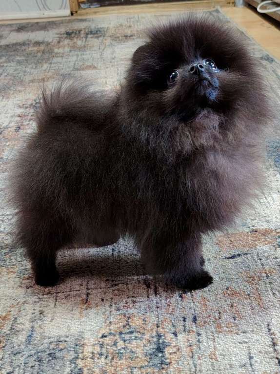 Собаки в других городах Московской области: Щенок померанский шпиц Мальчик, 70 000 руб. - фото 7