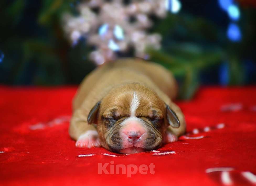 Собаки в Москве: Девочки амстафф Девочка, 50 000 руб. - фото 6