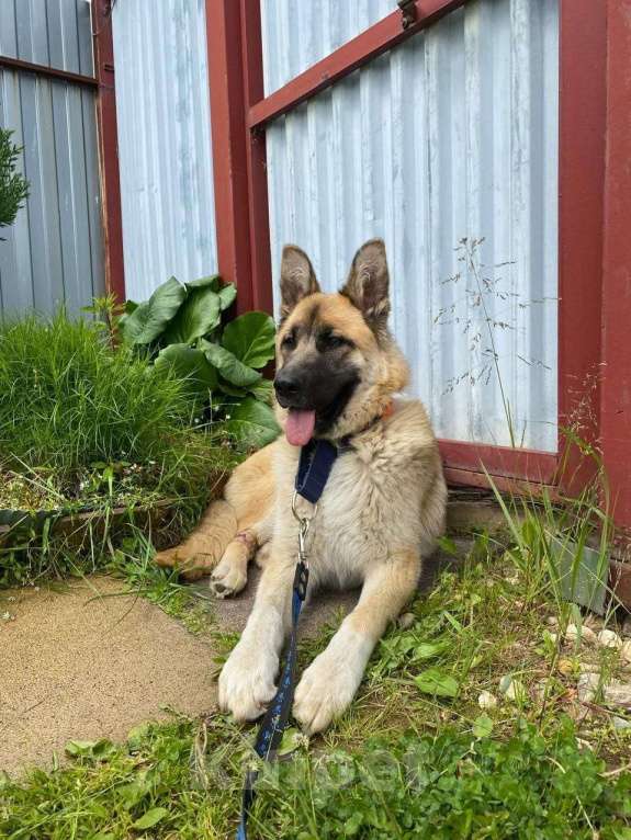 Собаки в Сергиеве Посаде: Алиса ищет дом Девочка, Бесплатно - фото 4