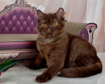 Кошки в Санкт-Петербурге: Британский котик вкусного окраса шоколад Мальчик, 45 000 руб. - фото 2