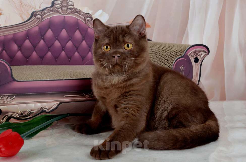 Кошки в Санкт-Петербурге: Британский котик вкусного окраса шоколад Мальчик, 45 000 руб. - фото 2