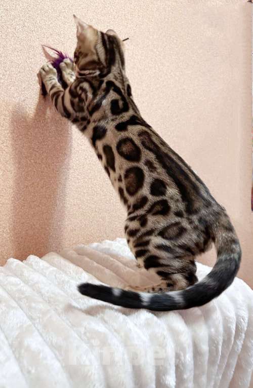 Кошки в Омске: Мегаласковый бенгальский котик  Мальчик, 55 000 руб. - фото 3